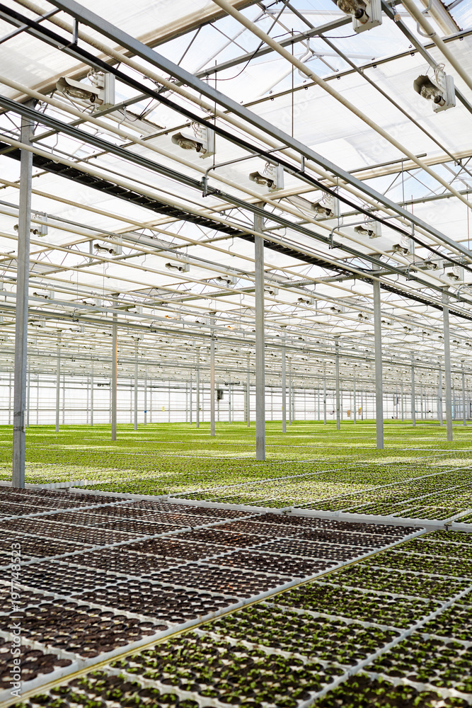 Large modern glasshouse with plantations of seedlings growing inside