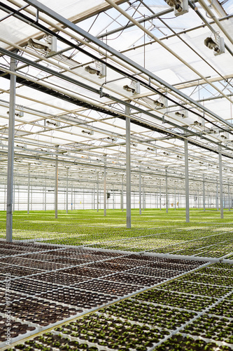 Large modern glasshouse with plantations of seedlings growing inside