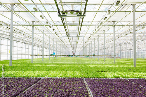 Plantations of purple and green lettuce seedlings in glasshouse on sunny day