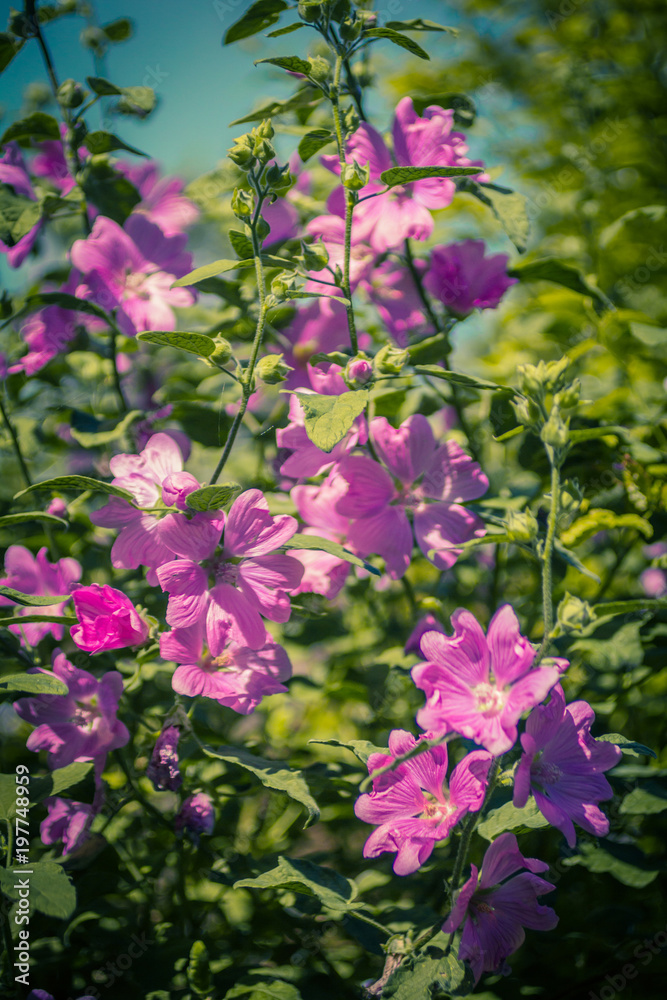 Pink Hollyhock blossoming in the daylight, beautiful garden flowers Pink Hollyhock blossoming in the daylight, beautiful garden flowers