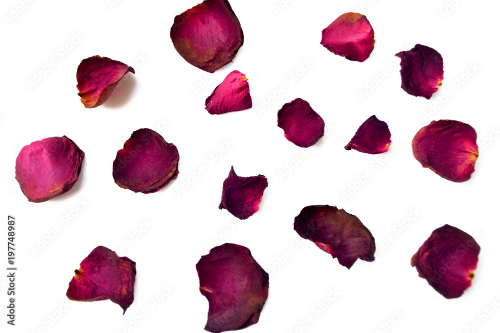 Dry petal of rose isolated on white background Dry petal of rose isolated on white background