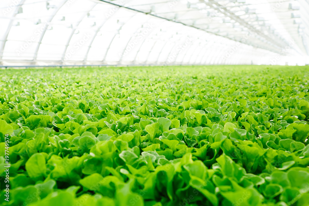 Large plantation with green seedlings of fresh lettuce growing in hothouse - obrazy, fototapety, plakaty 
