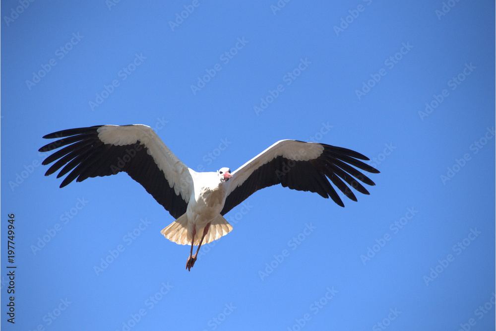 Storch