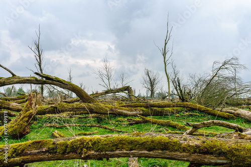 Fallen Trees in a Nature Reserve