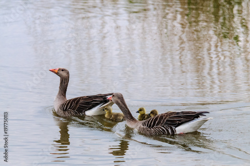 Geese and Goslings in Spring
