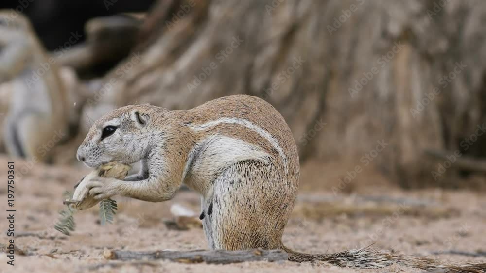 A ground squirrel (Xerus inaurus) feeding, Kalahari desert, South Africa