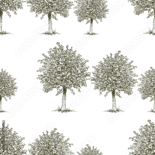 pattern of the deciduous trees
