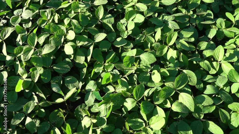 Soybean leaves close up, top view. Soybean leaves close up, top view.