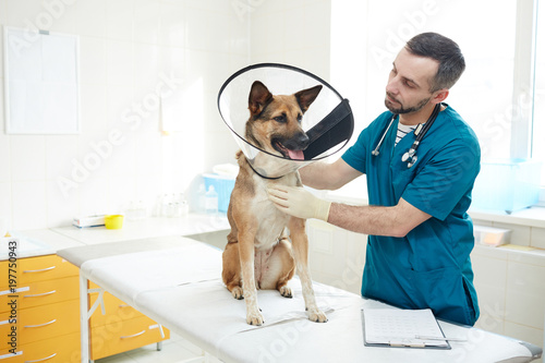 German shepherd with funnel aroung neck having veterinarian treatment in vet clinic