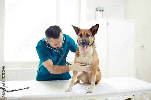 Foto Young veterinarian examining dog with phonendoscope during appoinment