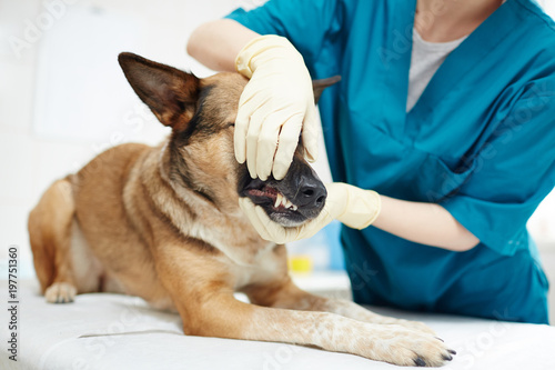 Gloved veterinarian trying to open jaws of german shepherd to check its tongue and throat