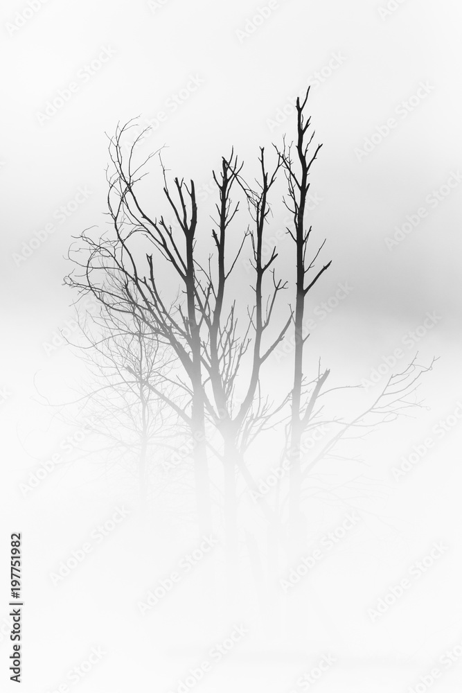 Morning mist in black and white