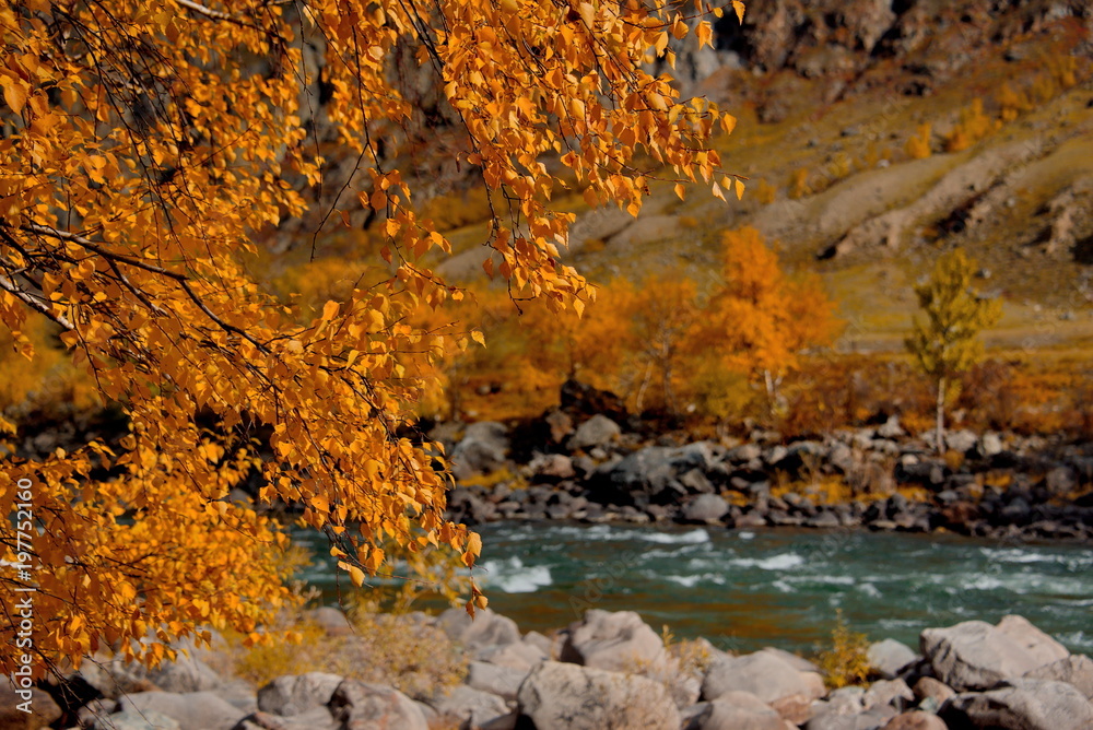 Russia. The South Of Western Siberia, Autumn in the Altai Mountains, the Chulyshman river.