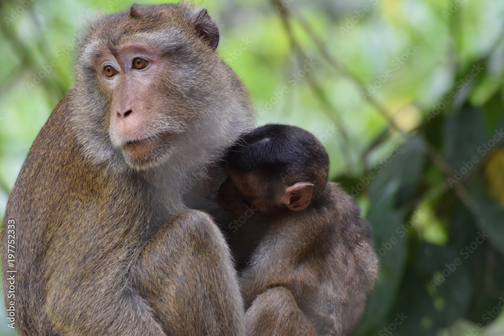 Macaque