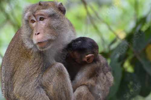 Macaque © Tom