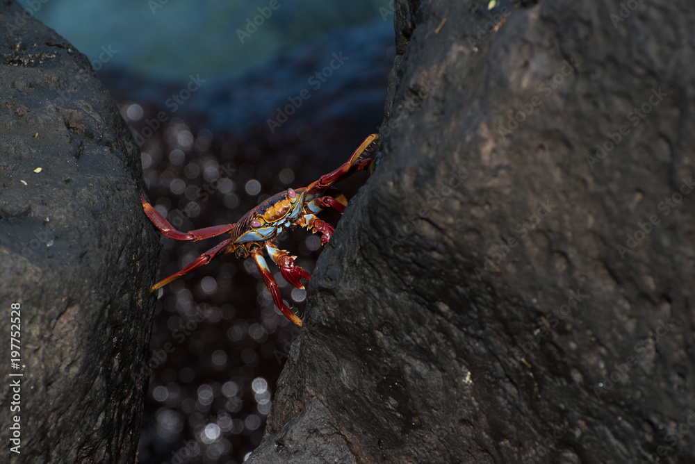 Sally Lightfoot Crab Climbing Sally Lightfoot Crab Climbing