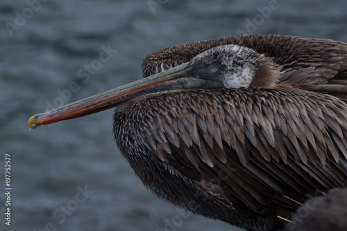 Brown Pelican photo