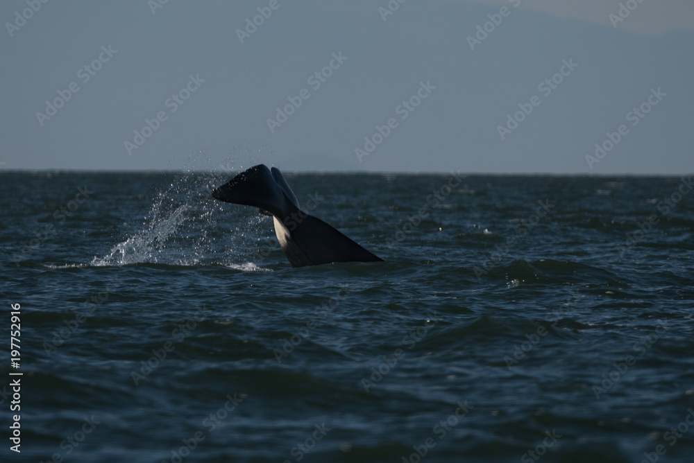 Fototapeta premium Orca Fluke