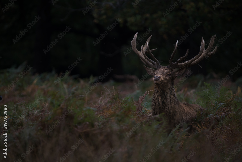 Red Deer Red Deer