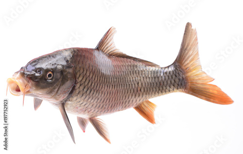 Fish carp