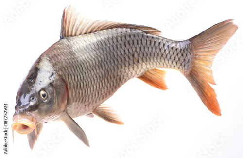 Fish carp photo