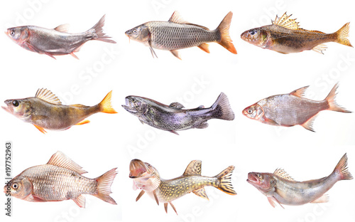 River fishes photo