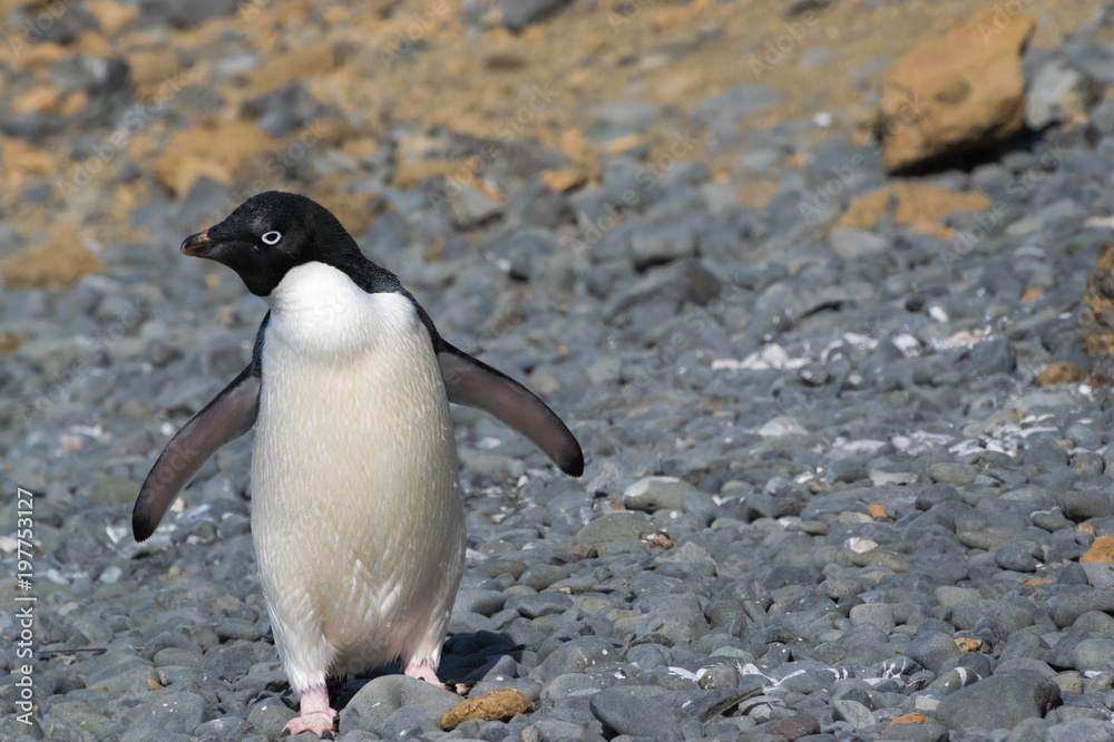 Fototapeta premium Adelie Penguin