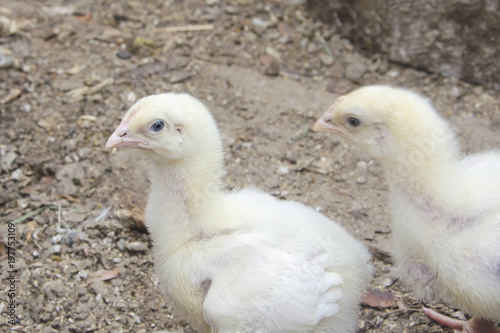 Growing broiler chickens on a farm