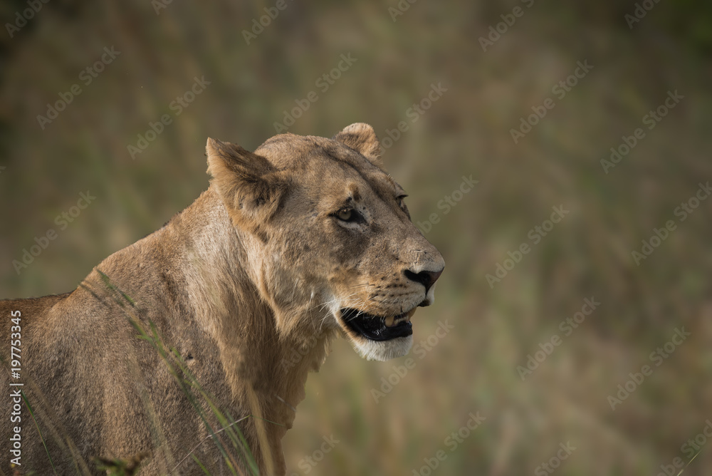 Fototapeta premium Young Male Lion