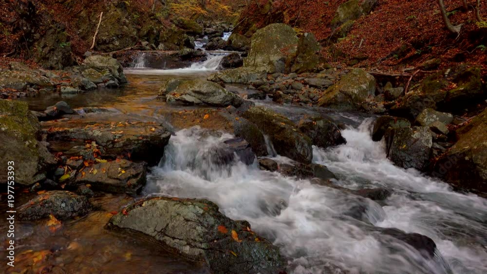 Stream in Forest at autumn Stream in Forest at autumn