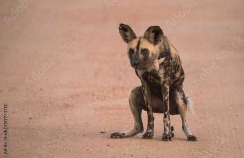 Painted Dog