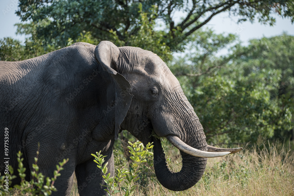Fototapeta premium African Elephant