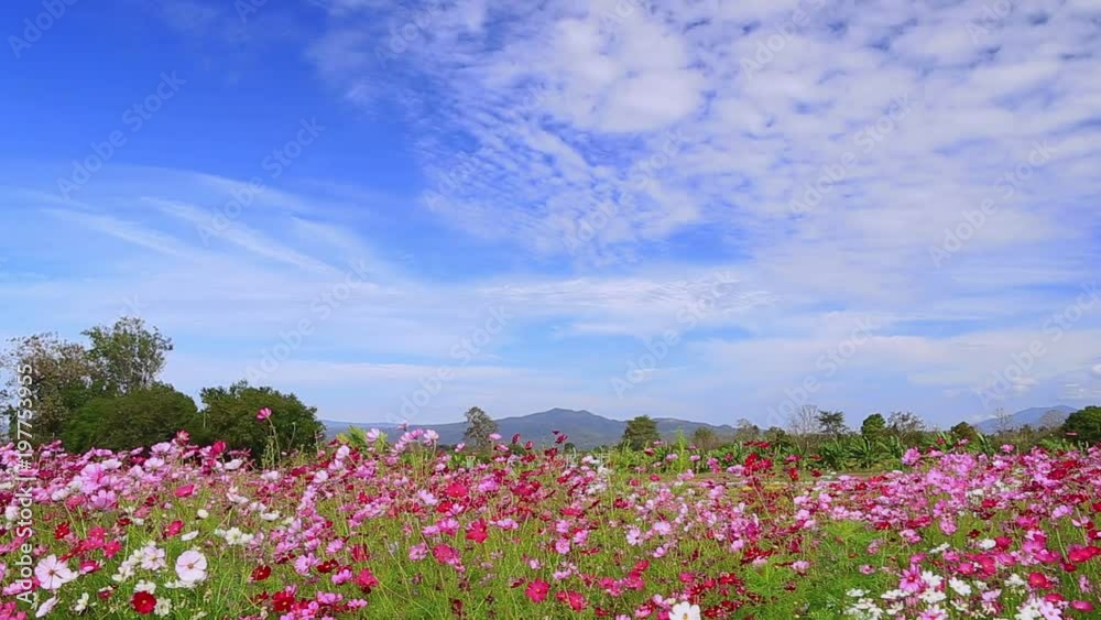 Colorful Flower waving on the wind Colorful Flower waving on the wind
