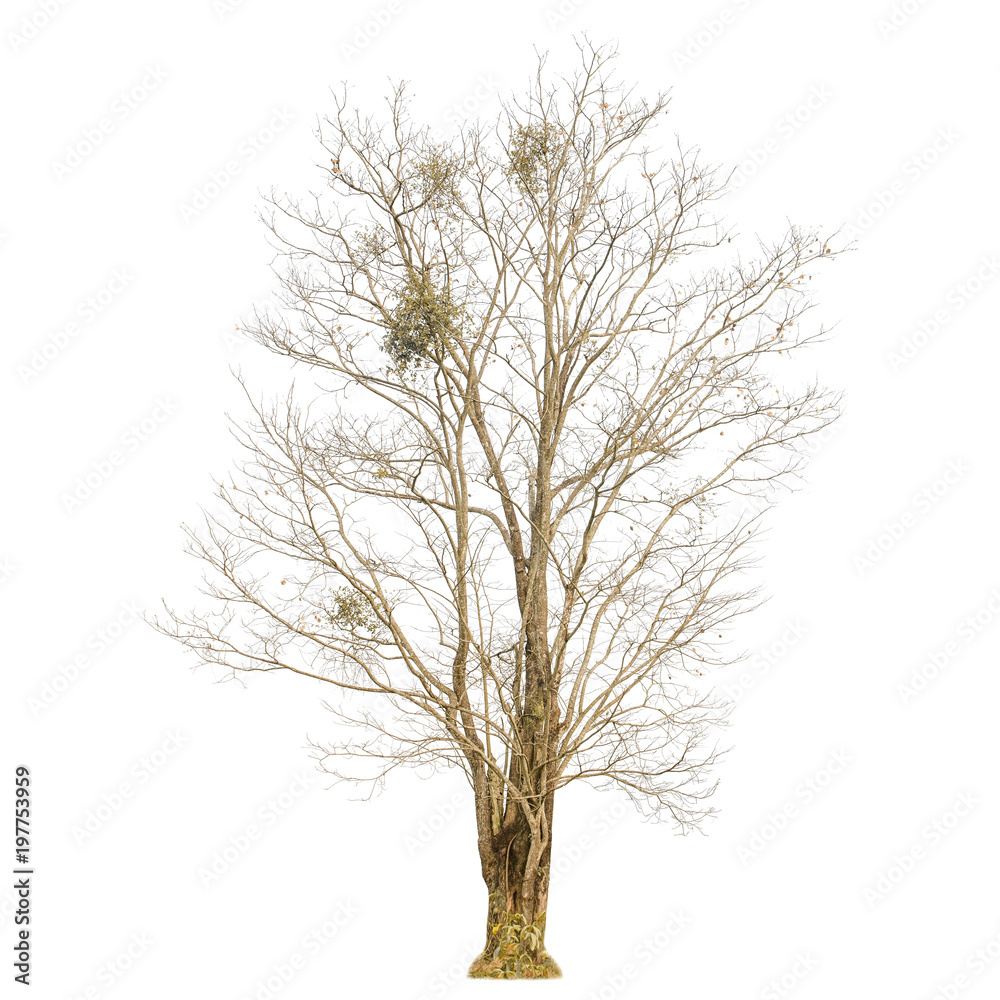 A dry tree shape and Tree branch on white background for isolate the background, A single dead tree on white background with clipping path. A dry tree shape and Tree branch on white background for isolate the background, A single dead tree on white background with clipping path.