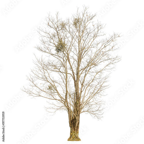 A dry tree shape and Tree branch on white background for isolate the background, A single dead tree on white background with clipping path.