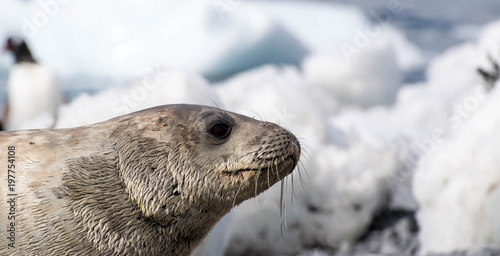 Weddell Seal