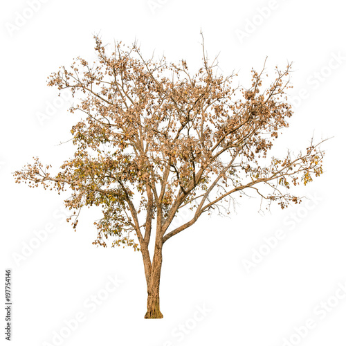 A dry tree shape and Tree branch on white background for isolate the background, A single dead tree on white background with clipping path.