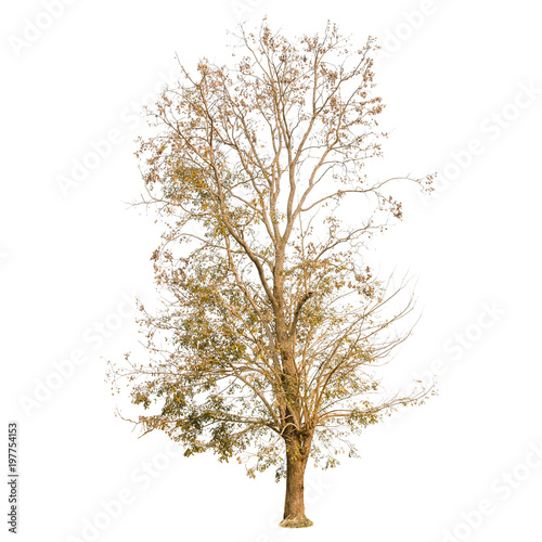 A dry tree shape and Tree branch on white background for isolate the background, A single dead tree on white background with clipping path.