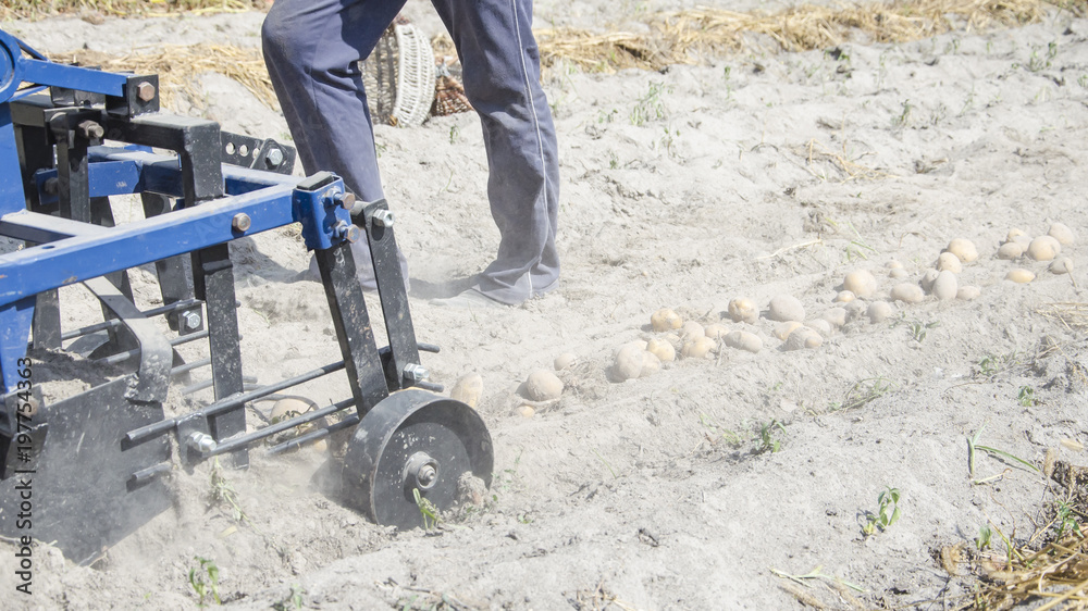 Obraz premium picking potatoes in autumn