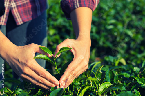Hands are harvesting tea leaves on a tea plantation background. with copy space 