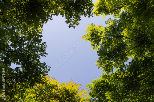 Top view with tree branch and blue sky