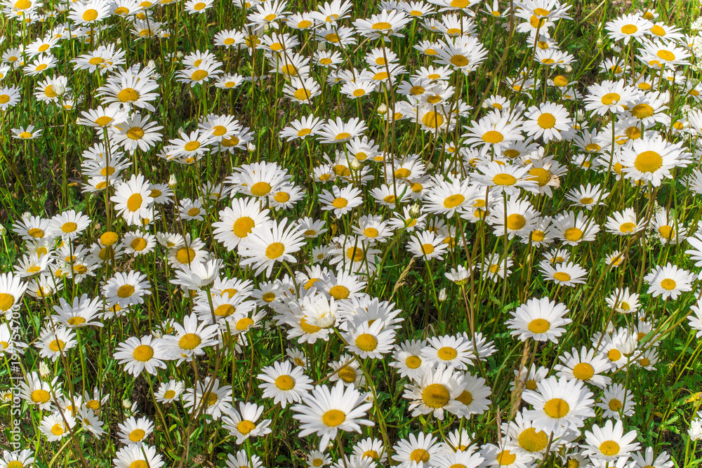 a large field meadow of flowering chamomiles daisies: several in focus on the plan, the rest of the bokeh a large field meadow of flowering chamomiles daisies: several in focus on the plan, the rest of the bokeh