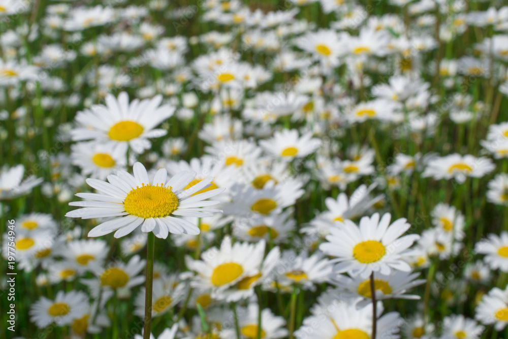 a large field meadow of flowering chamomiles daisies: several in focus on the plan, the rest of the bokeh a large field meadow of flowering chamomiles daisies: several in focus on the plan, the rest of the bokeh