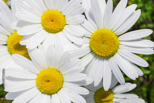 a large field meadow of flowering chamomiles daisies  several in focus on the plan  the rest of the bokeh