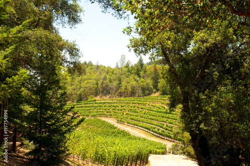 Napa Valley Vineyard