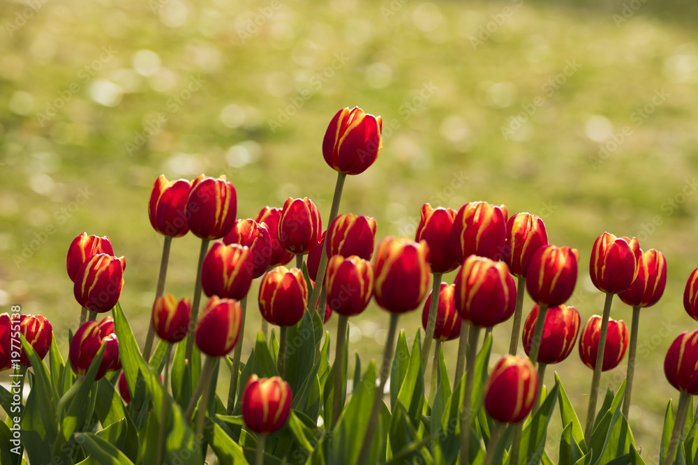 Obraz premium チューリップ