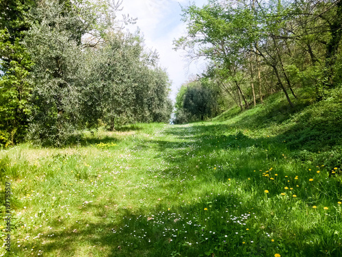 Spring forest trail in Italy