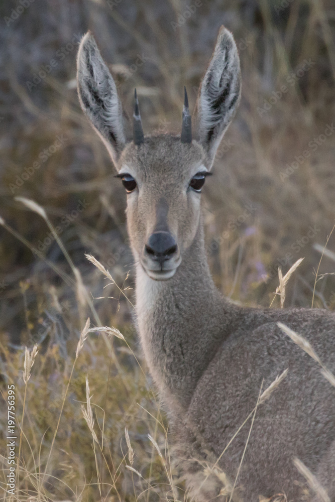 Antelope