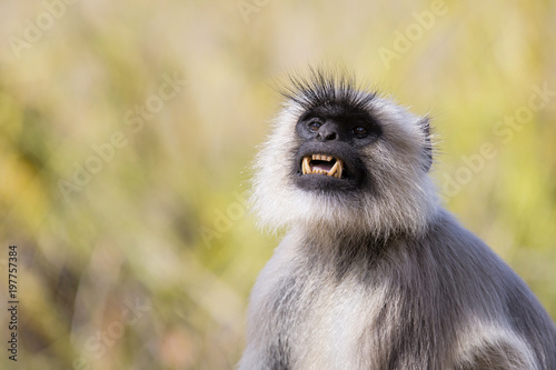 Portrait of a Hanuman Langur which is showing his teeth in Bandhavgarh National Park in India