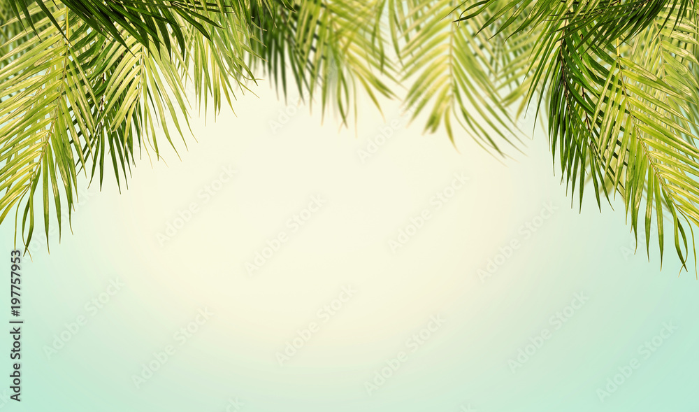 Tropical leaves background with sky and sunshine. Hanging palm tree branches.